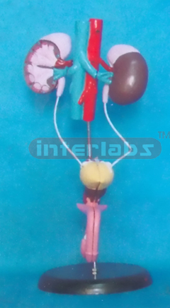 FEMALE UROGENITAL SYSTEM ON STAND With ADRENAL GLAND